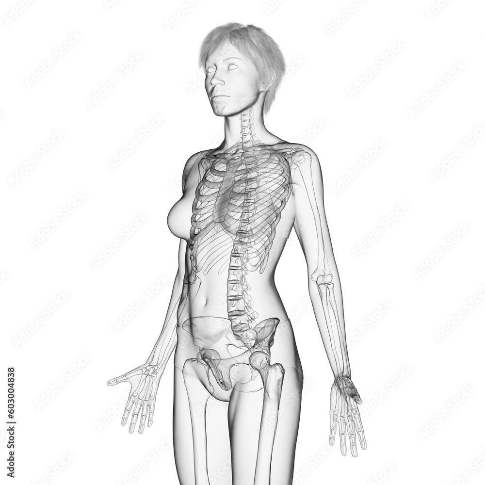 Obraz premium 3D Rendered Medical Illustration of Female Anatomy - Skeletal System.