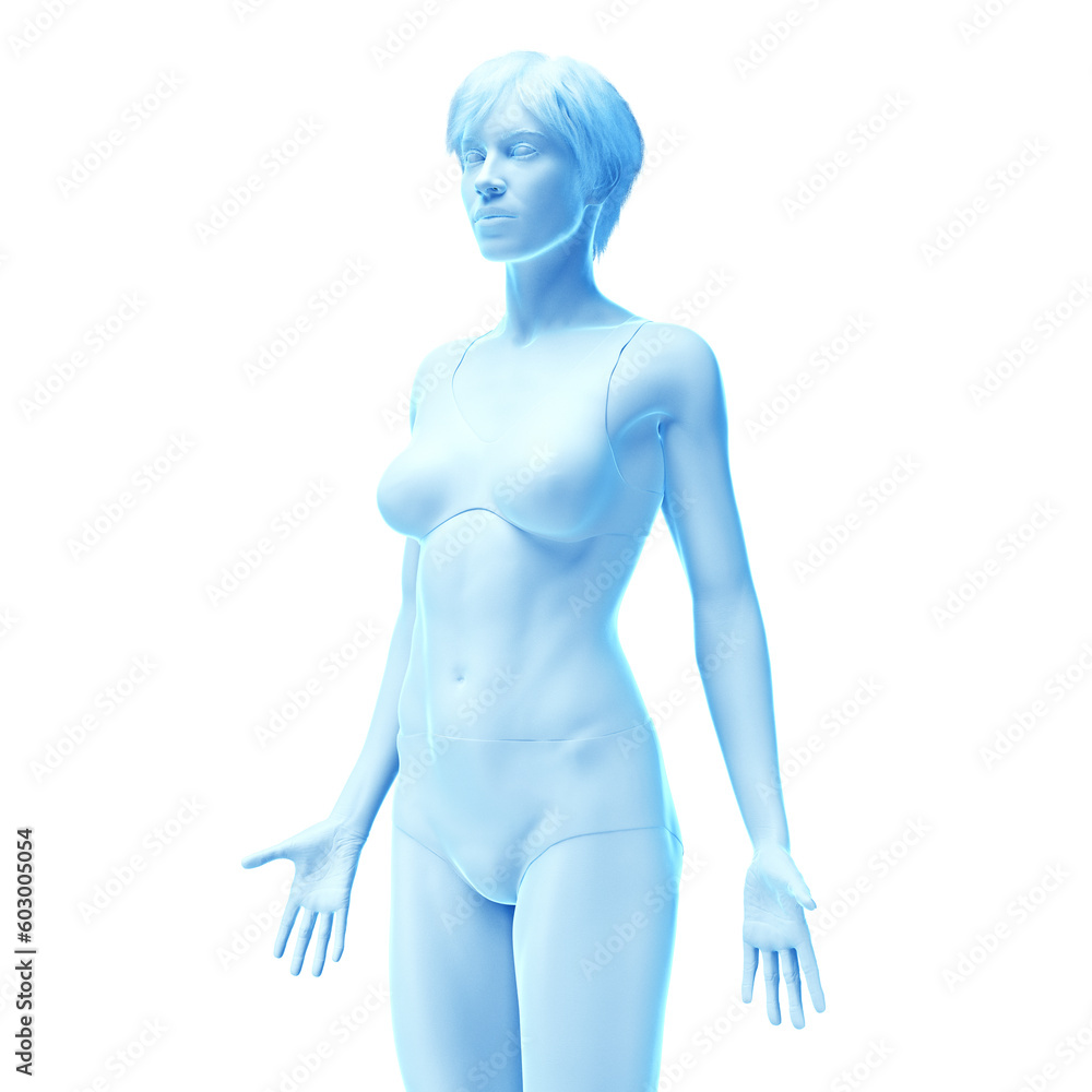 Fototapeta premium 3d medical illustration of the female body