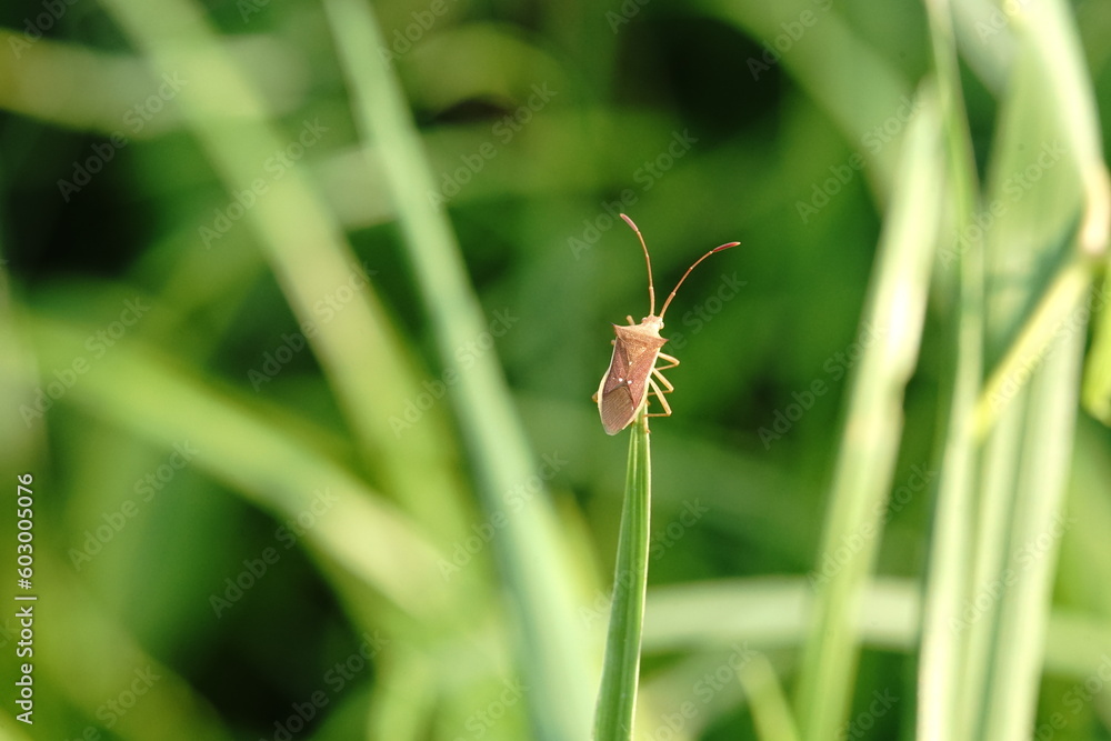 Pentatomoidea It is an insect that sucks sap from weeds as food. Pentatomoidea It is an insect that sucks sap from weeds as food.