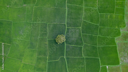 Photography Aerial view of Farming and farmers are an essential part of human civilization