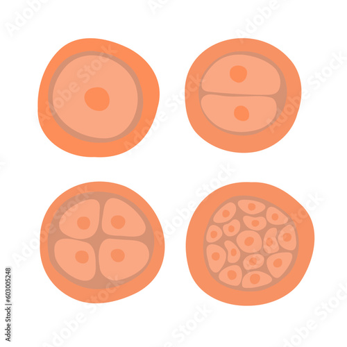 The process of cell division during fertilization. Egg cell division. Fertilization of the egg. Zygote.