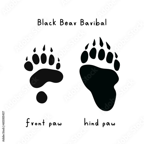Traces of black American bear. Drawing of bear paw print. Trail of predator's front and hind paws. Wild animal. Bear footprint. Logo design. Symbol, tracks icons. Vector illustration
