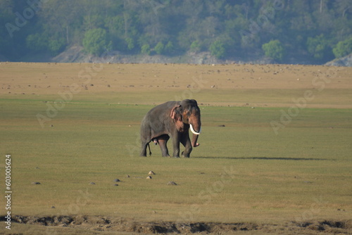 Photos Elephant discharging semen, ejaculation