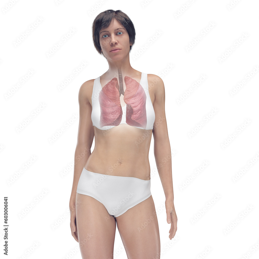 Obraz premium 3D Rendered Medical Illustration of Female Anatomy - the lungs.