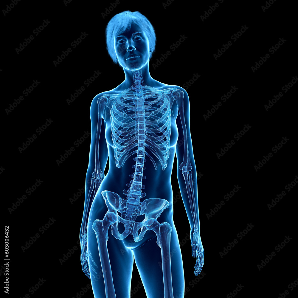 3D Rendered Medical Illustration of Female Anatomy - Skeletal System. 3D Rendered Medical Illustration of Female Anatomy - Skeletal System.