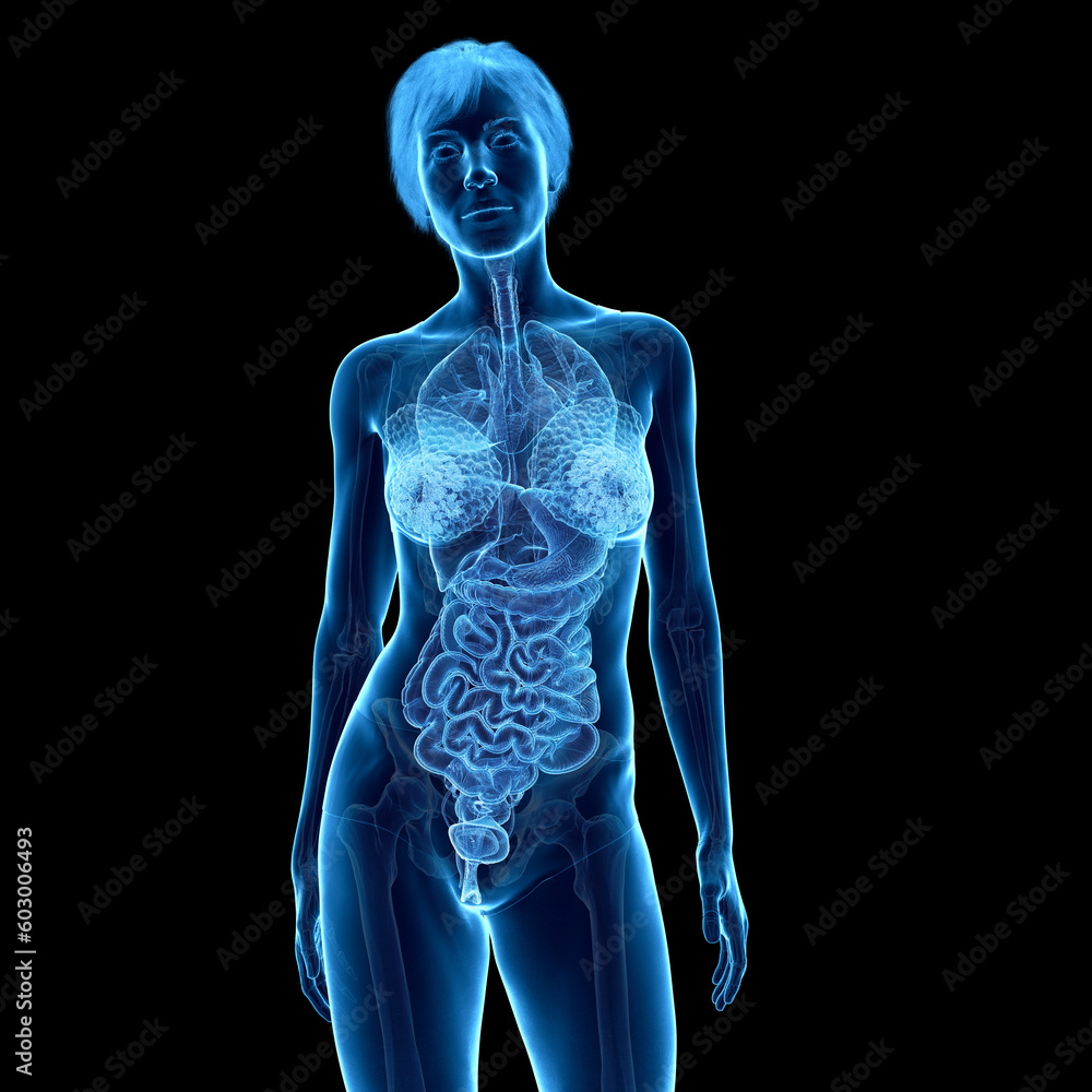 3d medical illustration of the female internal organs 3d medical illustration of the female internal organs
