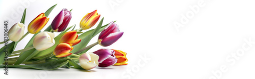 Tulip  Vibrant Tulips  Fresh Colorful Blooms on a White Background.  Perfect for Your Advertisement.  Generative ai.
