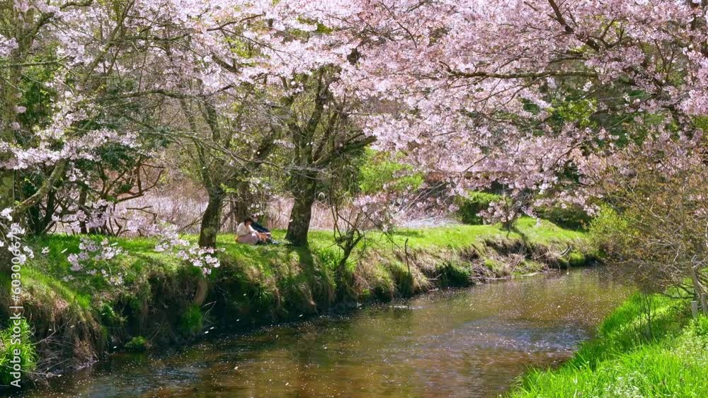 Sakura falling in the river with romantic Japanese couple Sakura falling in the river with romantic Japanese couple