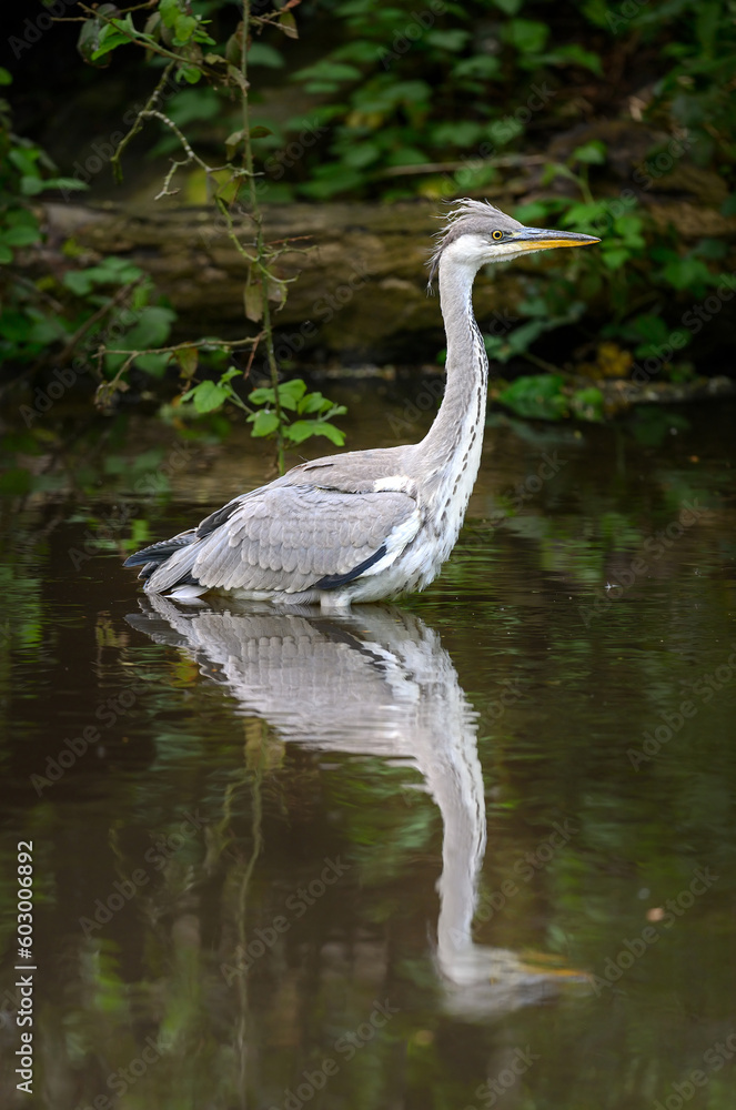 Grey heron standing in a river in Kent, UK. A heron in portrait view with reflection facing right. Grey heron (Ardea cinerea) in Kelsey Park, Beckenham, London. The park is famous for its herons. Grey heron standing in a river in Kent, UK. A heron in portrait view with reflection facing right. Grey heron (Ardea cinerea) in Kelsey Park, Beckenham, London. The park is famous for its herons.