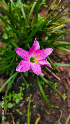 purple crocus flower