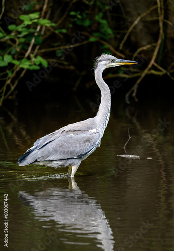 Grey heron standing in a river in Kent  UK. A heron facing right with dark background. Grey heron  Ardea cinerea  in Kelsey Park  Beckenham  Greater London. The park is famous for its herons.