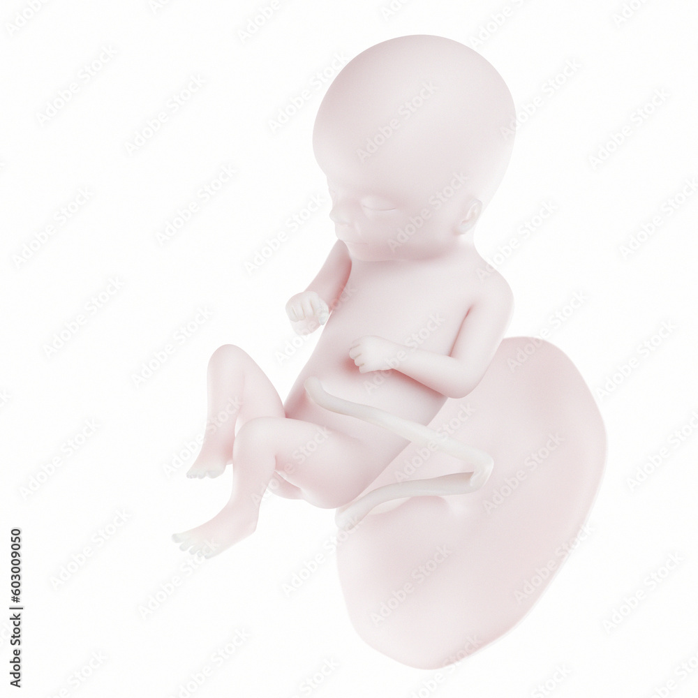 3d medical illustration of the human fetus 3d medical illustration of the human fetus