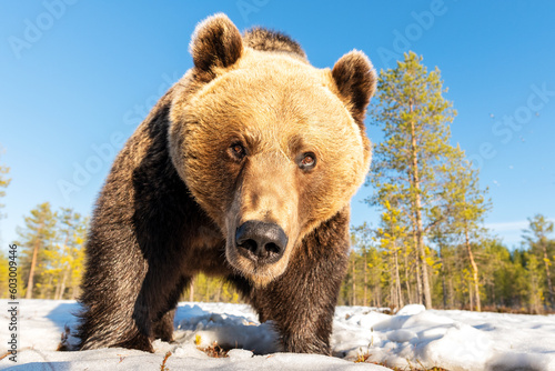 Brown bear closeup on snowy bog early in spring