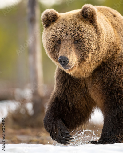Big male brown bear walking on snow closeup