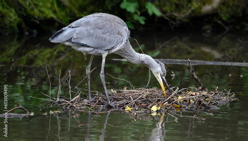 Grey heron in a river in Kent, UK. The heron is standing on branches with its beak open. Grey heron (Ardea cinerea) in Kelsey Park, Beckenham, Greater London. The park is famous for its herons.