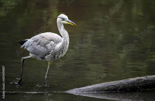 Grey heron in a river in Kent, UK. The heron is wading through the water towards a log. Grey heron (Ardea cinerea) in Kelsey Park, Beckenham, Greater London. The park is famous for its herons.
