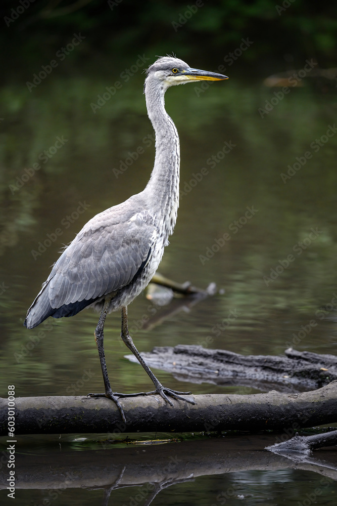 Grey heron in a river in Kent, UK. The heron is on a log standing tall in portrait view. Grey heron (Ardea cinerea) in Kelsey Park, Beckenham, Greater London. The park is famous for its herons. Grey heron in a river in Kent, UK. The heron is on a log standing tall in portrait view. Grey heron (Ardea cinerea) in Kelsey Park, Beckenham, Greater London. The park is famous for its herons.