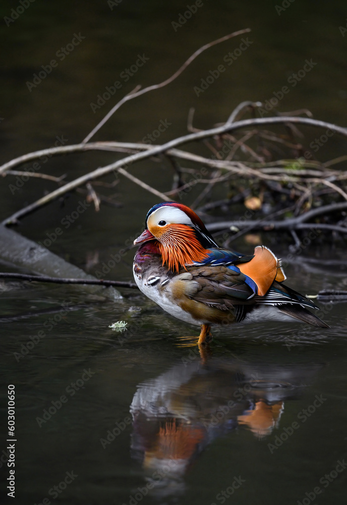 Male mandarin duck standing in a lake in Kent, UK. Duck close up ...