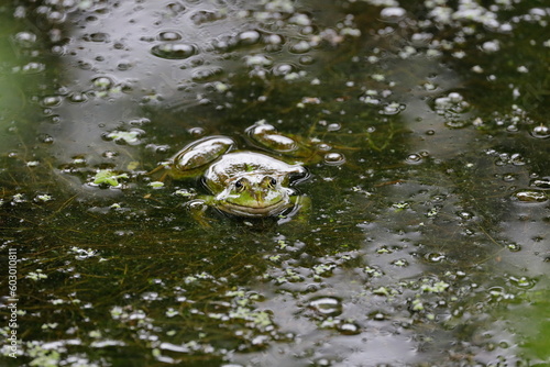 green frog/zielona żaba