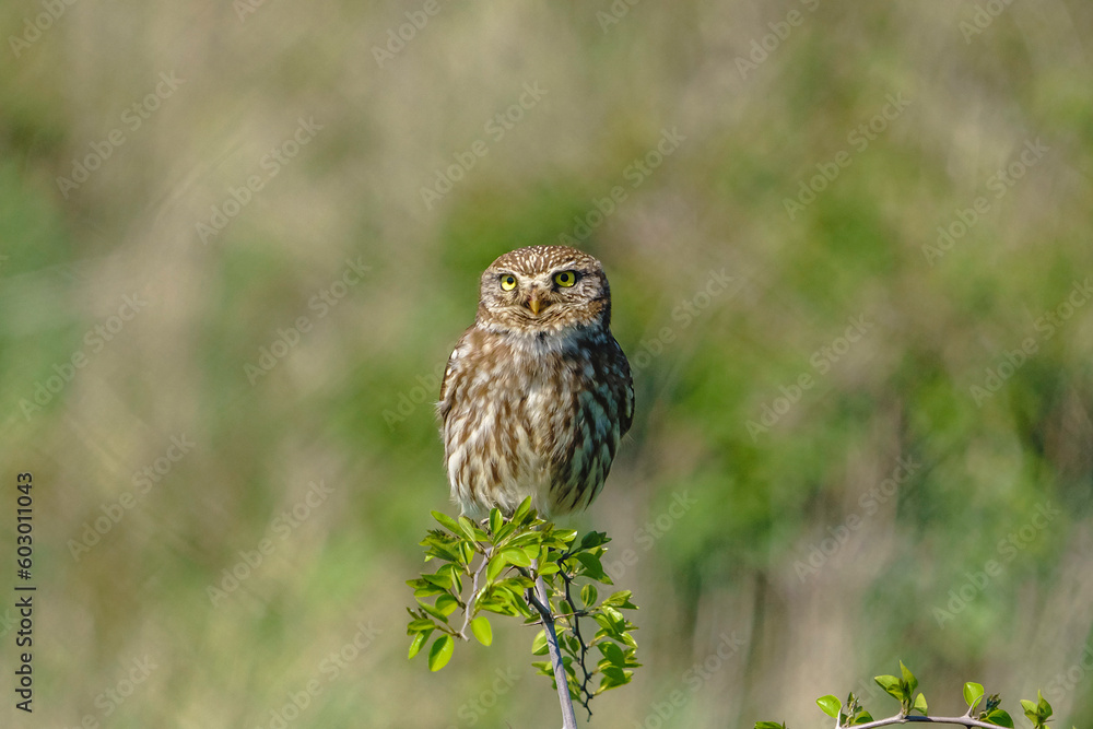 custom made wallpaper toronto digitalLittle Owl (Athene noctua) perched on a tree branch