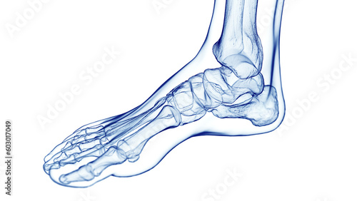 3D Rendered Medical Illustration of the bones of the foot photo