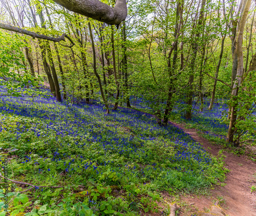 A view of Bluebells beside a path in Badby Wood, Badby, Northamptonshire, UK in summertime photo