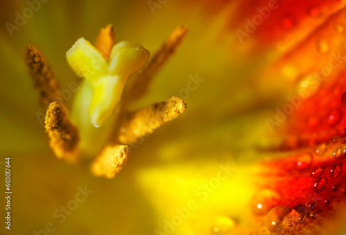 Inside of a red yellow tulip blossom with pistil, stamen and water drops on the petal, abstract macro flower shot, copy space, selected focus