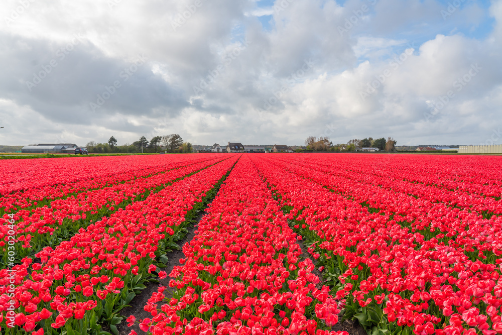 Landscape of colorful red beautiful blooming tulip field in Lisse Holland Netherlands Landscape of colorful red beautiful blooming tulip field in Lisse Holland Netherlands