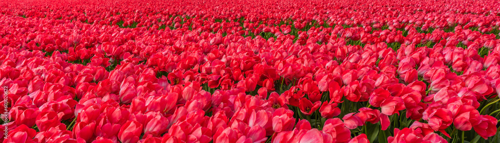 Landscape of colorful red beautiful blooming tulip field in Lisse Holland Netherlands Landscape of colorful red beautiful blooming tulip field in Lisse Holland Netherlands