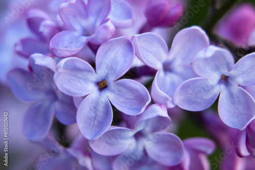 Close up - lilac violet flowers in the garden © Photo ArtStudio29