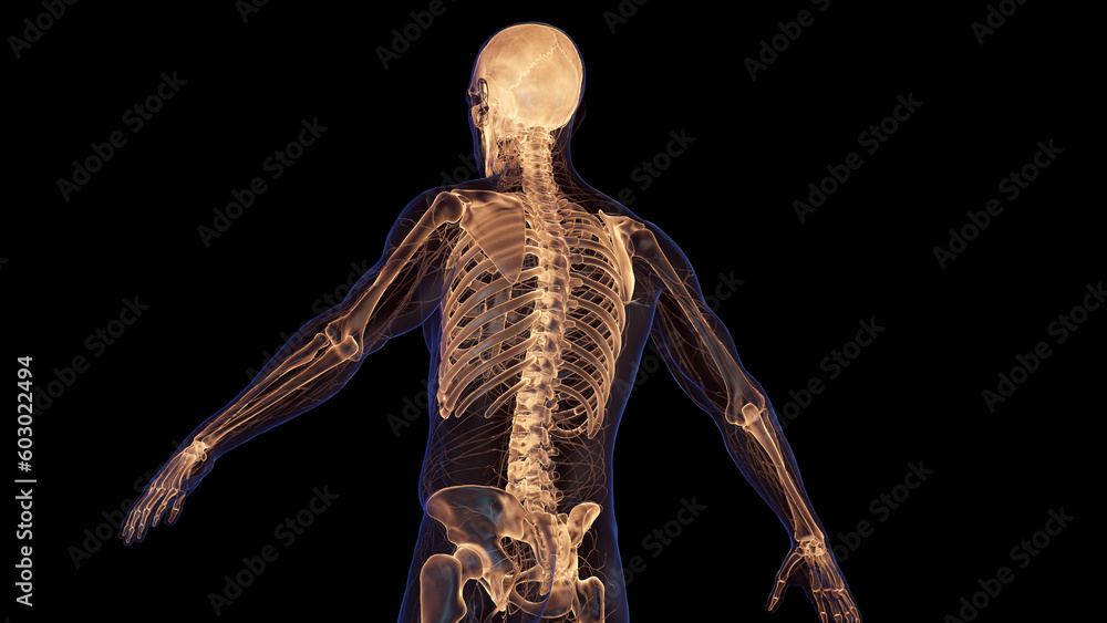 3d medical illustration of a man's skeletal system 3d medical illustration of a man's skeletal system