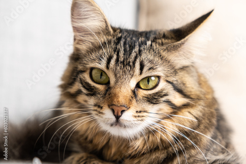 Portrait of a fluffy young tabby cat with yellow-green eyes looking at the camera, a cat's gaze. © Zarina Lukash