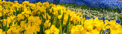 Beautiful blooming yellow daffodil, background colorful blue flowers, selected focus