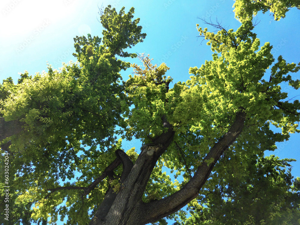 Fototapeta premium Thick and beautiful crowns of trees against the sky