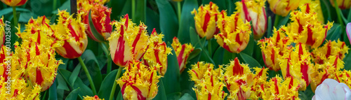 Panorama of colorful red yellow blooming tulip in Lisse, Holland Netherlands in spring