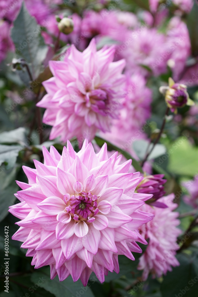 Pink decorative Dahlia blossom Close-up
