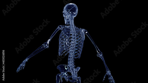 3d medical illustration of a man's skeletal system © Sebastian Kaulitzki