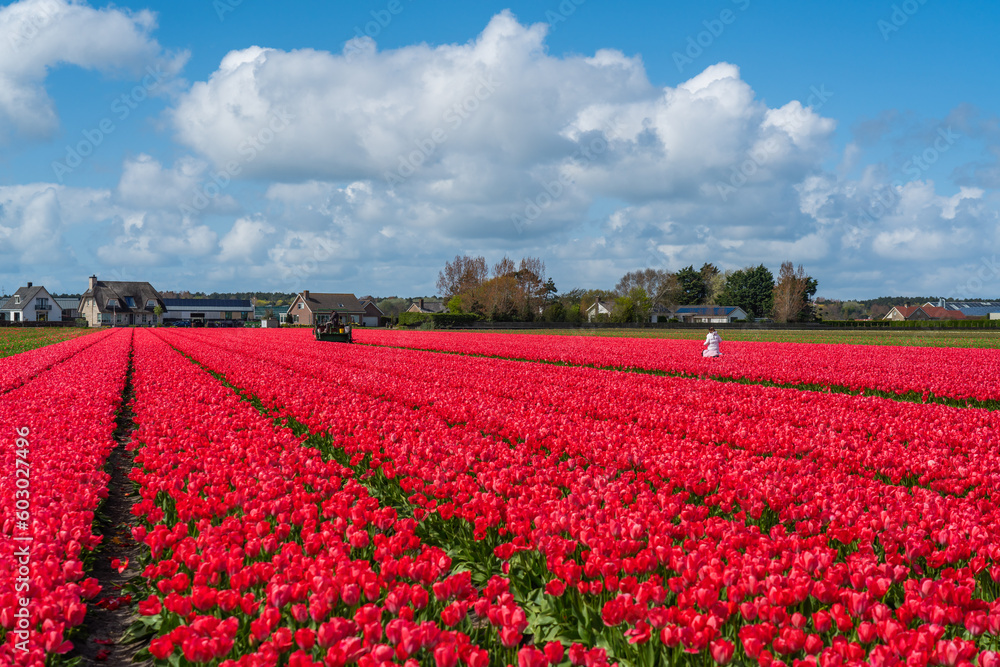 Landscape of colorful red beautiful blooming tulip field in Lisse Holland Netherlands
