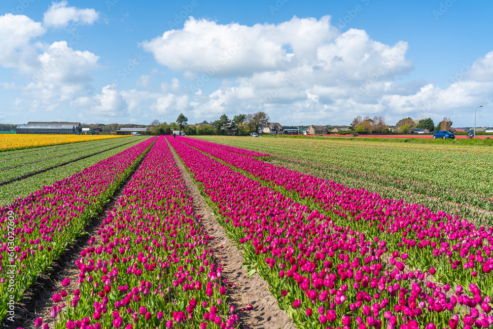 Landscape of colorful purple beautiful blooming tulip field in Lisse Holland Netherlands