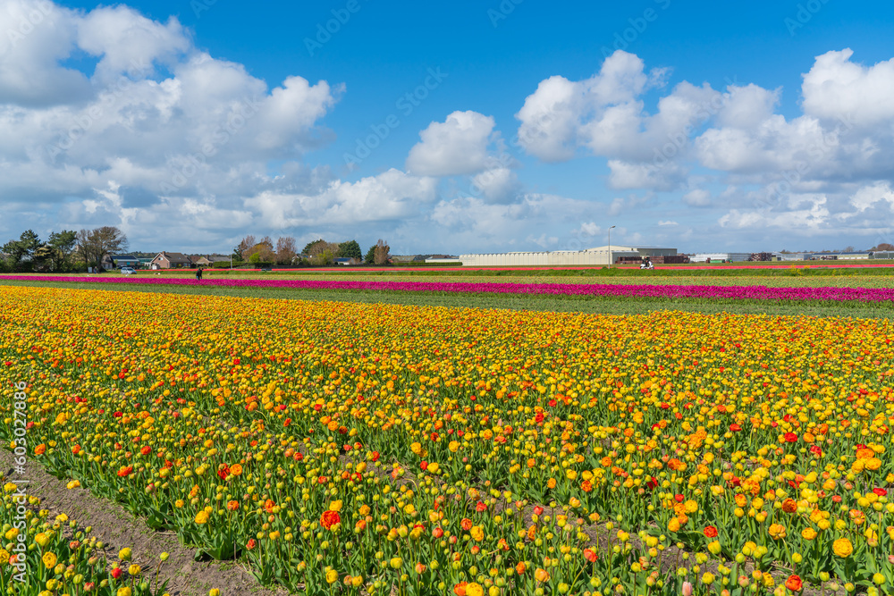 Panorama landscape of colorful beautiful blooming tulip field in Lisse Holland Netherlands