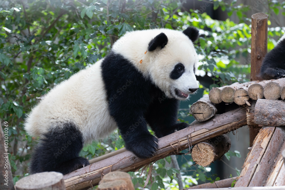 Close up Little panda on the tree Close up Little panda on the tree