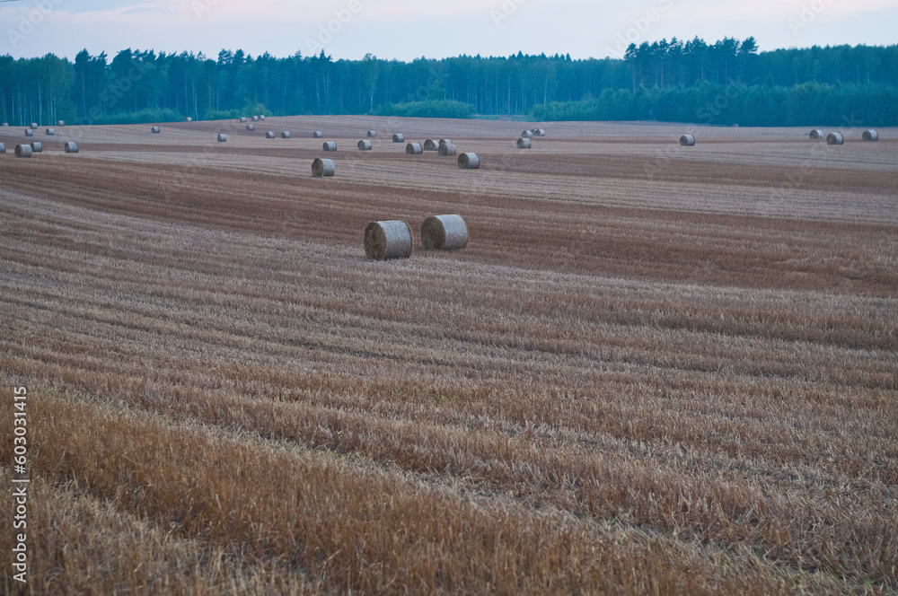 Pole, żniwa, las, krajobraz