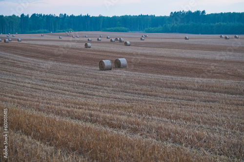 Obraz na płótnie Pole, żniwa, las, krajobraz w salonie