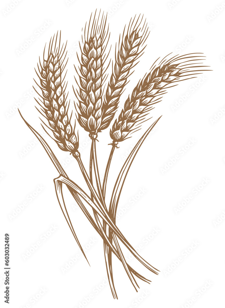 Fototapeta premium Ears of wheat spikelets with grains. Organic vegetarian food packaging element. Sketch vintage vector illustration