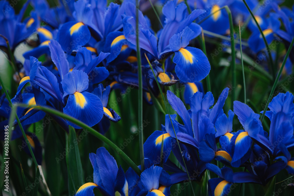 Full Bloom trend. Shallow depth of field. Several blue irises with yellow spots are blooming in a flower bed. Fragrant flowers in the spring garden. - obrazy, fototapety, plakaty 