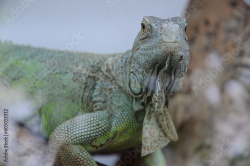 Iguane vert.