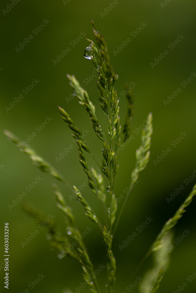 The flower of grass with water drop on beautifull green blurred background