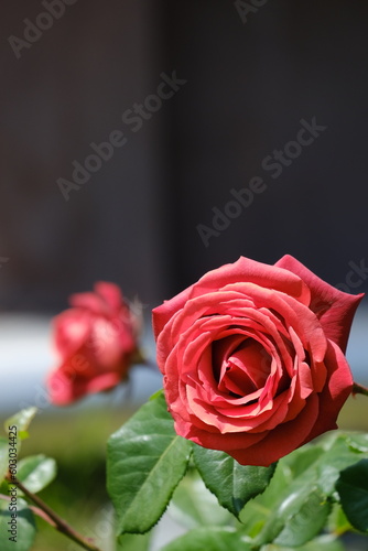                                     full bloom rose 