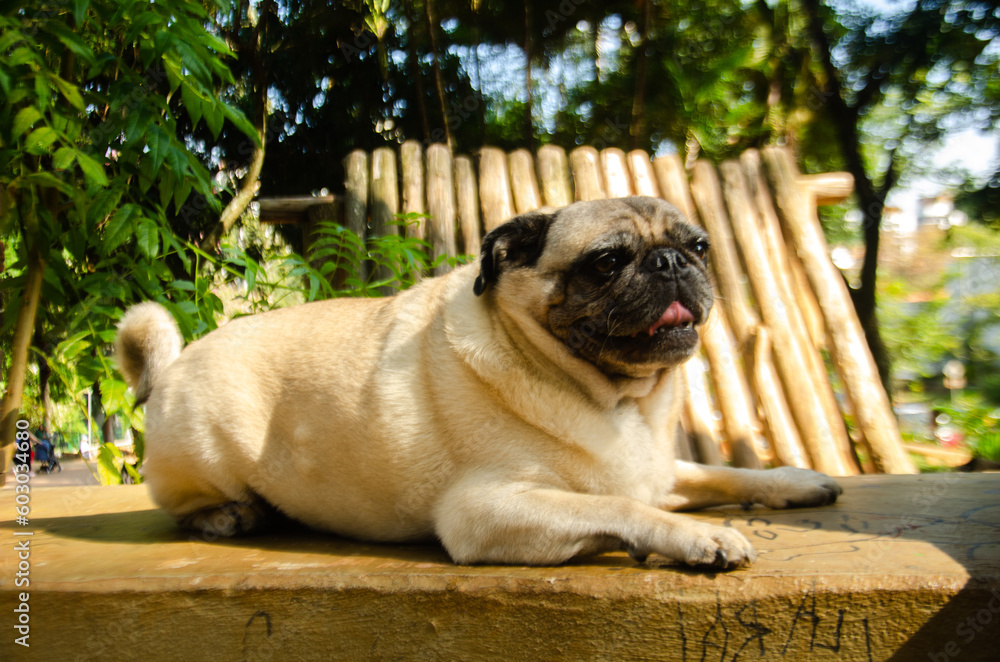 Pug dog lying on a park bench. Pug posing for the photo. Pug Yawning. pug smiling