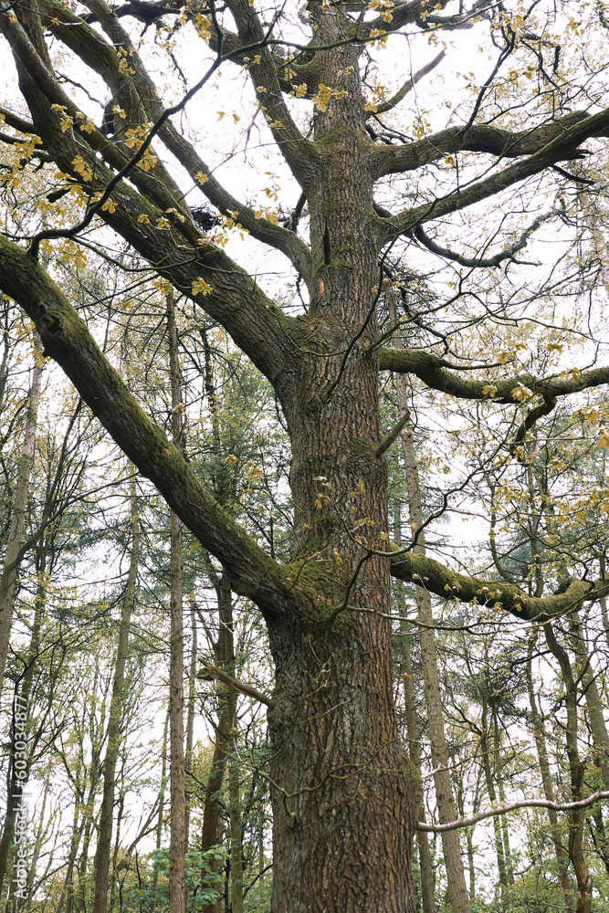 Woodland scene with tree trunk closeup Woodland scene with tree trunk closeup